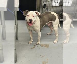 American Pit Bull Terrier-Unknown Mix Dogs for adoption in Waco, TX, USA