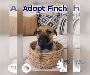 Chihuahua Dogs for adoption in Menifee, CA, USA