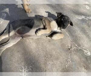 German Shepherd Dog-Unknown Mix Dogs for adoption in San Antonio, TX, USA