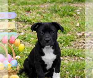 Bulldog-Unknown Mix Dogs for adoption in Yardley, PA, USA