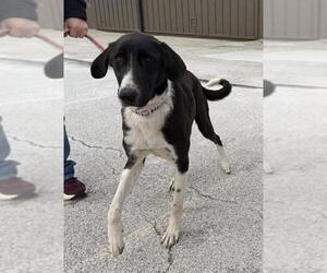 Great Pyrenees-Unknown Mix Dogs for adoption in Coldwater, MI, USA