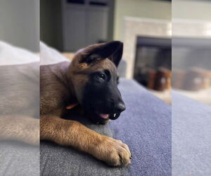 Dutch Shepherd -Unknown Mix Dogs for adoption in Imlay City, MI, USA