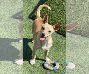 Chihuahua-Unknown Mix Dogs for adoption in La Verne, CA, USA