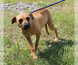 American Pit Bull Terrier-Unknown Mix Dogs for adoption in Wetumpka, AL, USA