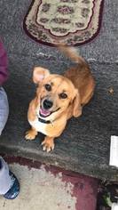 Dorgi Dogs for adoption in Crystal, MN, USA