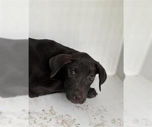 Labrador Retriever Dogs for adoption in Houston, TX, USA