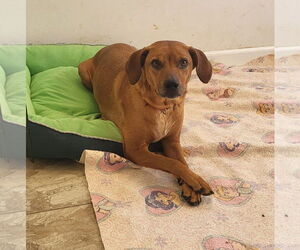 Labrador Retriever-Unknown Mix Dogs for adoption in Iroquois, IL, USA