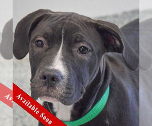 American Bulldog-American Staffordshire Terrier Mix Dogs for adoption in Huntley, IL, USA