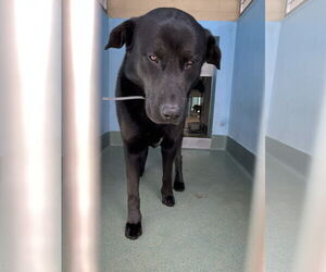 Labrador Retriever Dogs for adoption in Pasadena, CA, USA