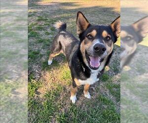 Akita-German Shepherd Dog Mix Dogs for adoption in Conroe, TX, USA