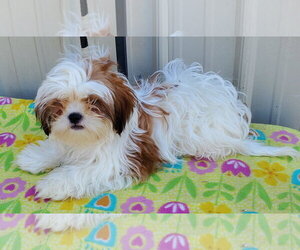 Shih Tzu Dogs for adoption in Mountain View, MO, USA
