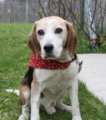 Beagle-Unknown Mix Dogs for adoption in Menominee, MI, USA