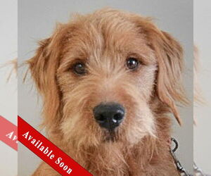Unknown-Wheaten Terrier Mix Dogs for adoption in Huntley, IL, USA