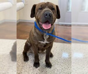 Chinese Shar-Pei Dogs for adoption in Pasadena, TX, USA