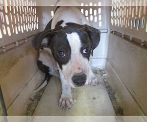 Labrador Retriever-Unknown Mix Dogs for adoption in Ocala, FL, USA