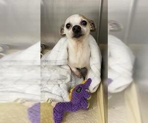 Chihuahua-Unknown Mix Dogs for adoption in Pasadena, TX, USA