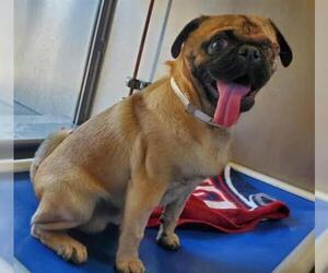 Pug Dogs for adoption in Downey, CA, USA