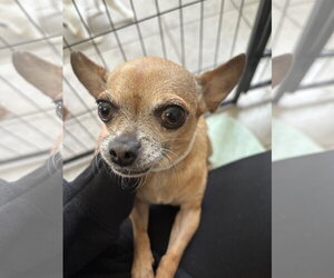 Chihuahua-Unknown Mix Dogs for adoption in Pacolet, SC, USA