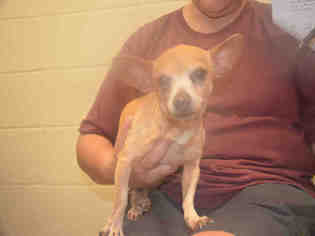 Chihuahua Dogs for adoption in Pearland, TX, USA