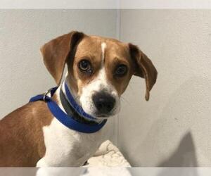 Beagle-Unknown Mix Dogs for adoption in pomona, CA, USA