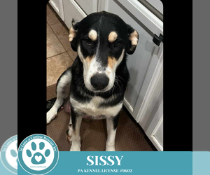 Mutt Dogs for adoption in Kimberton, PA, USA