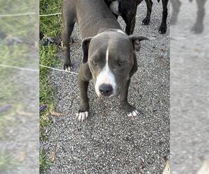 American Pit Bull Terrier Dogs for adoption in Houston, TX, USA