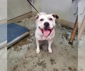 Mutt Dogs for adoption in Camarillo, CA, USA