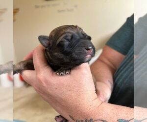 Huskies -Unknown Mix Dogs for adoption in Calgary, Alberta, Canada