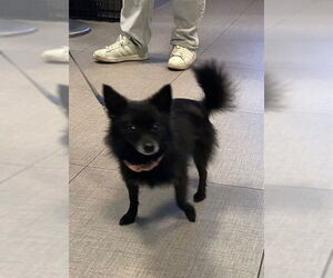 Pomeranian-Unknown Mix Dogs for adoption in Rancho Cucamonga, CA, USA