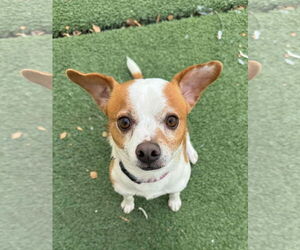 Jack Chi Dogs for adoption in Tempe , AZ, USA