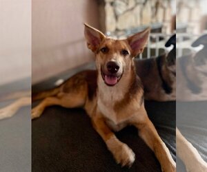 Australian Kelpie-Unknown Mix Dogs for adoption in Newport Beach, CA, USA