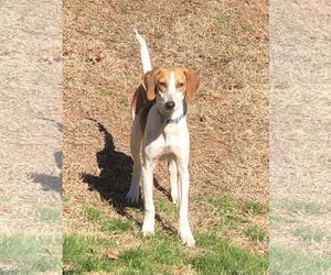 Beagle-Unknown Mix Dogs for adoption in Greenville, SC, USA