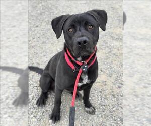 Border Collie-Catahoula Leopard Dog Mix Dogs for adoption in Woodland, CA, USA