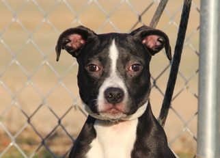 American Pit Bull Terrier-Unknown Mix Dogs for adoption in Mount Carmel, IL, USA