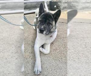 Akita Dogs for adoption in Lincoln, NE, USA