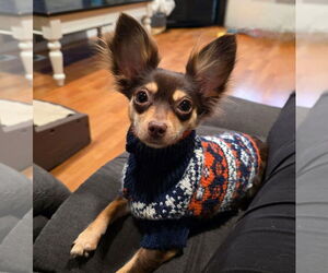 Chihuahua-Unknown Mix Dogs for adoption in Bellevue, WA, USA