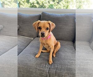 Puggle Dogs for adoption in San Diego, CA, USA