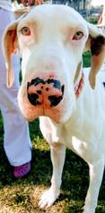 Great Dane Dogs for adoption in Statesboro, GA, USA