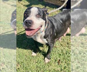 American Pit Bull Terrier-Unknown Mix Dogs for adoption in Conroe, TX, USA