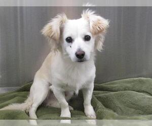 Dameranian Dogs for adoption in Orange, CA, USA