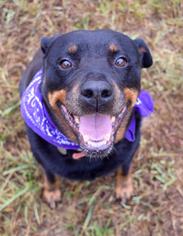 Rottweiler Dogs for adoption in Greensboro, GA, USA