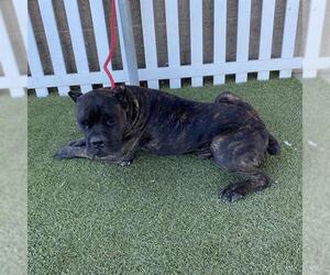 Mutt Dogs for adoption in Modesto, CA, USA