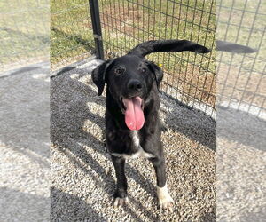 Labrenees Dogs for adoption in Bolivar, MO, USA