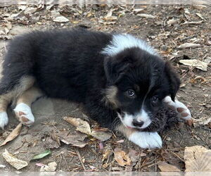 Australian Shepherd Dogs for adoption in Lawrenceville, GA, USA