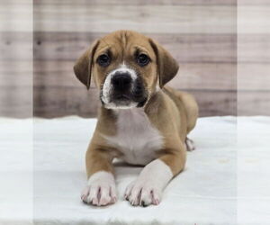 Labrador Retriever-Unknown Mix Dogs for adoption in Lakewood, CO, USA