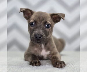 American Pit Bull Terrier-Labrador Retriever Mix Dogs for adoption in Lakewood, CO, USA