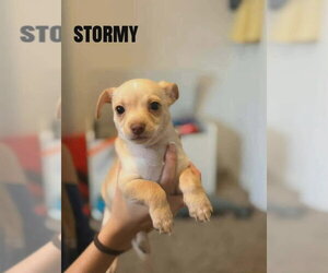 Chihuahua-Unknown Mix Dogs for adoption in Aurora, IN, USA