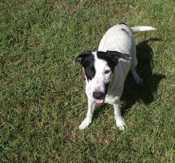 Labrador Retriever-Unknown Mix Dogs for adoption in Jefferson, TX, USA