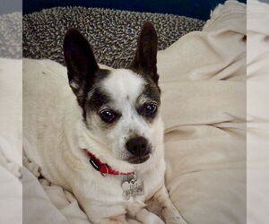 Rat-Cha Dogs for adoption in Atlanta, GA, USA