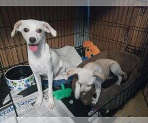 Italian Greyhuahua Dogs for adoption in San Bernardino, CA, USA